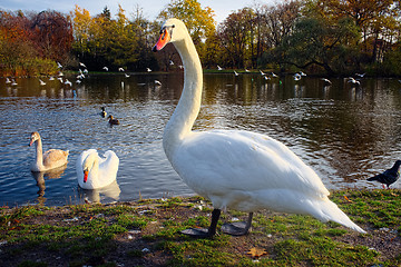 Image showing Graceful swan