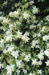 Image showing Tiny flowers on tree