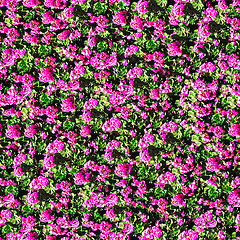 Image showing geranium flowers