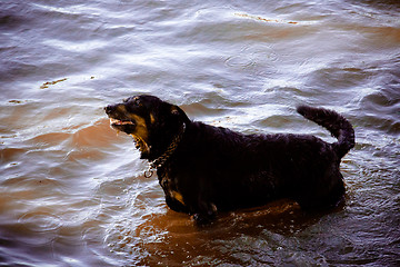 Image showing Dog by  the river