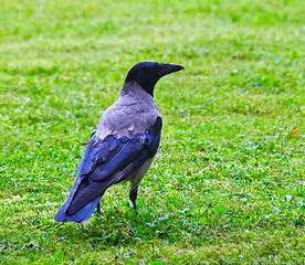 Image showing Hooded Crow (Corvus cornix)
