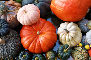 Image showing Pumpkins