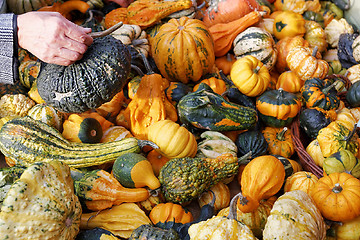 Image showing Pumpkins