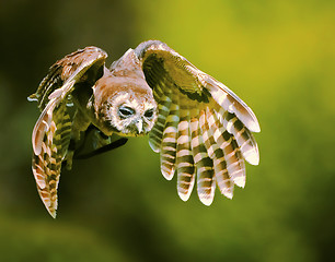 Image showing Magnificent owl in flight