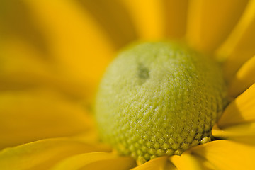Image showing A Beautiful Yellow Daisy