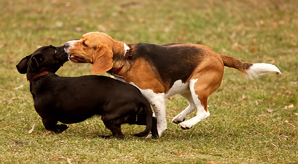 Image showing Two dogs