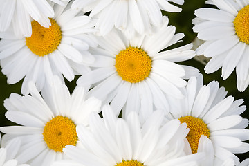 Image showing Group of Beautiful Shasta Daisies