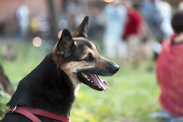 Image showing German Shepherd