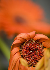 Image showing A Drooping Red Daisy