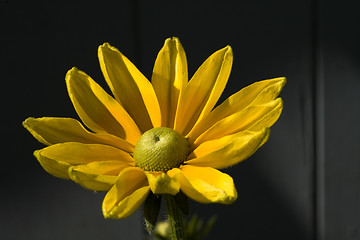 Image showing A Beautiful Yellow Daisy