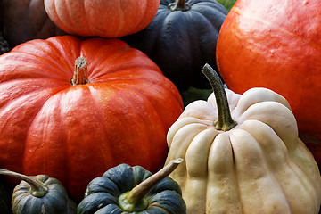 Image showing Pumpkins