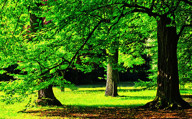 Image showing Park in spring time