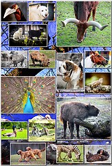 Image showing Animal collage with various species