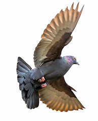 Image showing Pigeon with wings raised