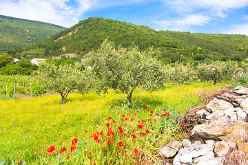 Image showing Red poppy and olive tree groew.