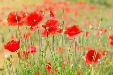 Image showing Red poppy field.