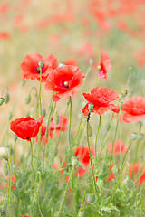 Image showing Red poppy field.