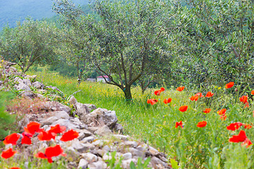 Image showing Red poppy and olive tree groew.