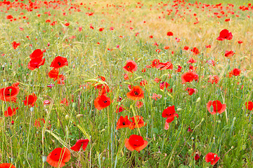 Image showing Red poppy field.