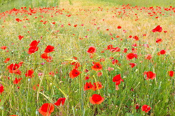 Image showing Red poppy field.