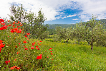 Image showing Red poppy and olive tree groew.