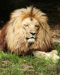 Image showing Lion the king
