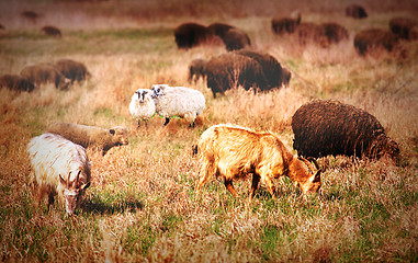 Image showing sheep on field