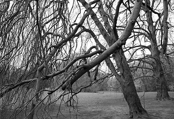 Image showing Bare trees