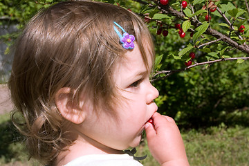 Image showing Fresh Pin Cherries