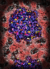 Image showing Colony of bacteria