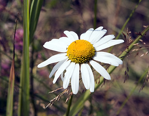 Image showing camomile