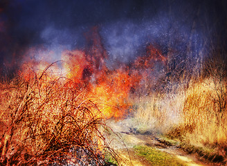 Image showing Fire in grass