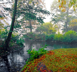 Image showing Swamp