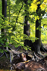 Image showing Bear lying on grass in ancient forest