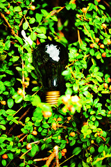 Image showing Light bulb held in palm