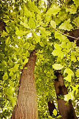 Image showing Beech forest