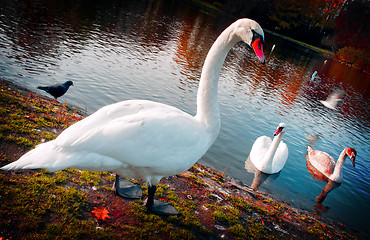 Image showing Beautiful swans