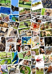 Image showing Different animals collage on postcards