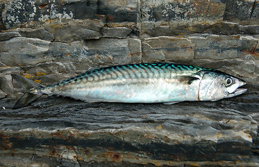 Image showing Atlantic Mackerel