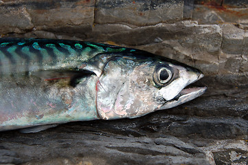 Image showing Atlantic Mackerel