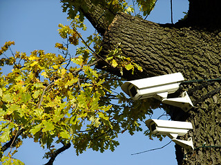 Image showing Tree that sees