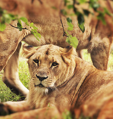 Image showing Lioness