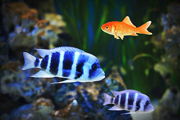 Image showing Small goldfish among other fish