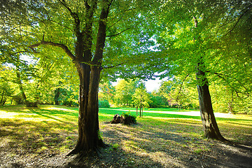 Image showing Park in fall time