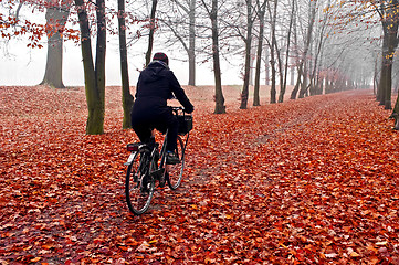 Image showing November fog in park