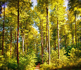 Image showing Beech forest