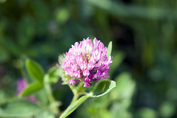 Image showing clover, trefoil