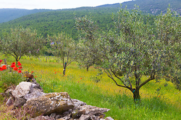 Image showing Red poppy and olive tree groew.