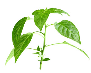 Image showing Branch of pepper