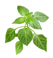 Image showing Branch of pepper